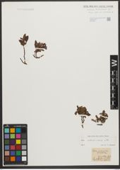 Foto von Salix waldsteiniana Willd.